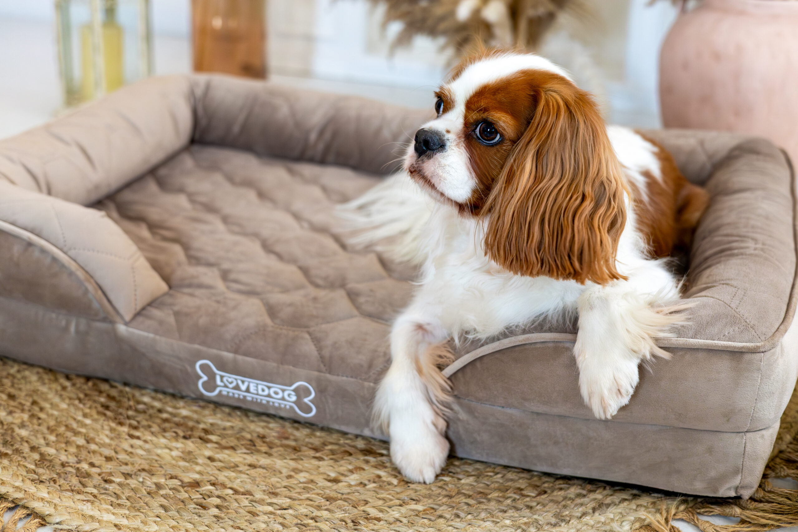 cavalier-king-charles-spaniel-na-ortomax-PIK-cappucino