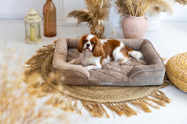 cavalier-na-legowisku-w-salonie-boho