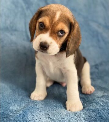 beagle_szczeniak_słodkie_oczka(1)