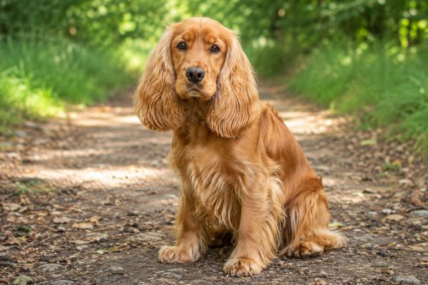 cocker_spaniel_angielski_rasa_psa